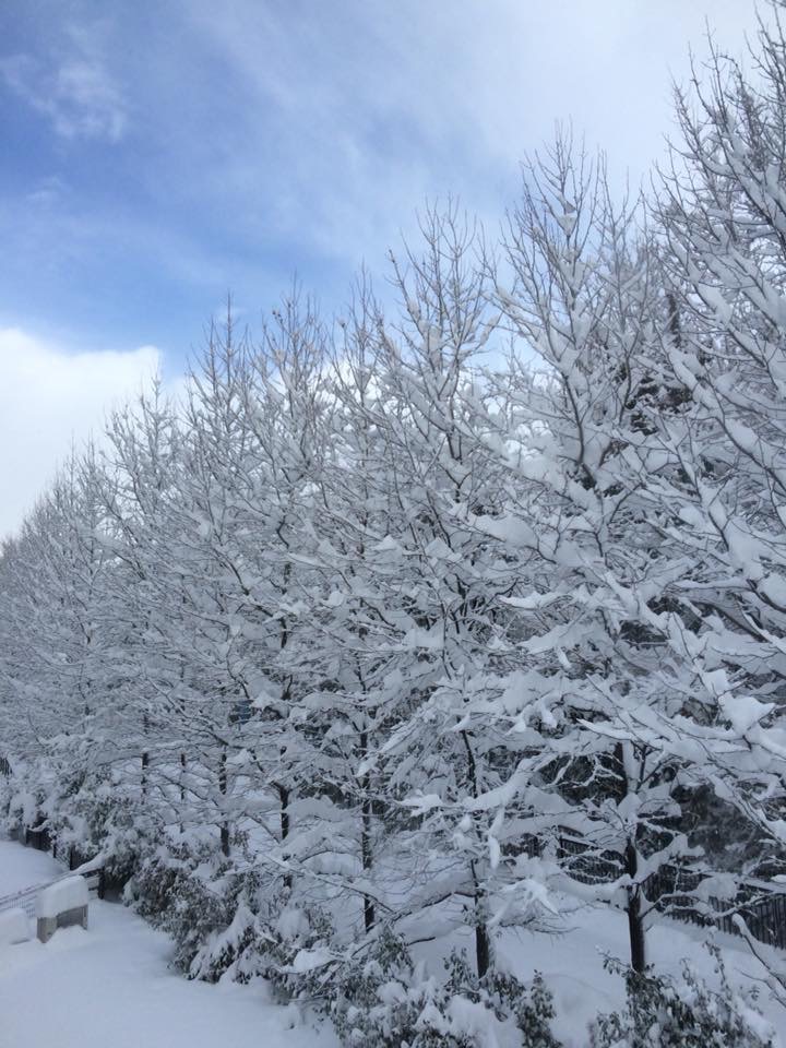 今年は雪の少ない冬となりました